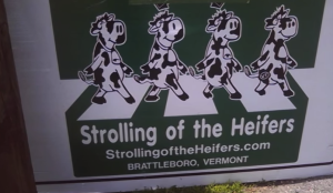 Strolling of the Heifers 2015